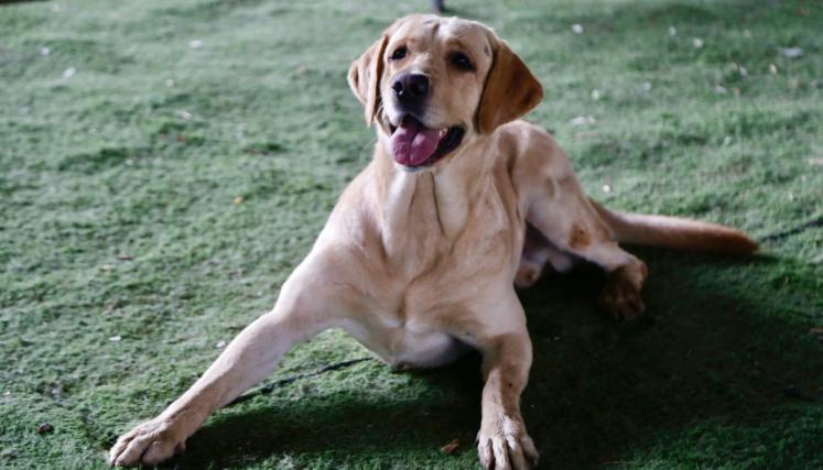 ZEUS UN PERRO INCREIBLE